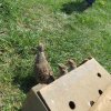Wsiedlenie Kuropatw w łowisko 10.05.2016 obw 266 i 277